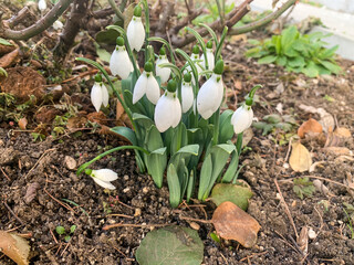 white snowdrops in the garden in the spring
