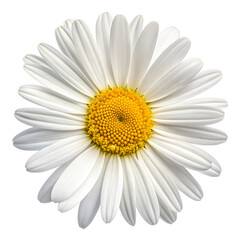 Classic White Daisy Flower with Yellow Center Isolated on Transparent Background, Top View PNG