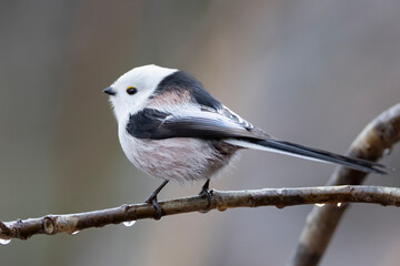 Long-tailed tit