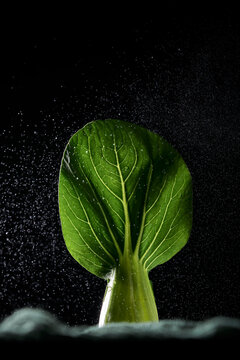 Bok choy highlighted by dramatic lighting and texture