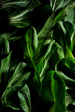 Bok choy leaves with dramatic lighting and texture