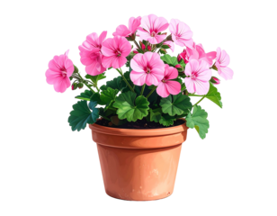 A vibrant potted geranium with lush green leaves and delicate pink blossoms