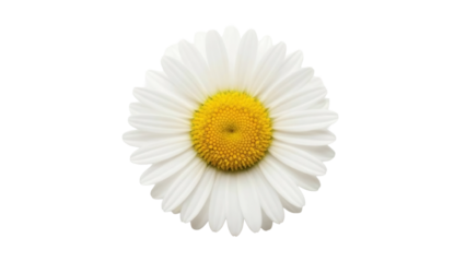Daisy Flower Head PNG Image on a Transparent Background