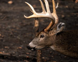 A close-up portrait of a white-tailed deer in a forest setting. Natural light and shallow depth of field highlight the texture of the fur and antlers against a dark, muted background.