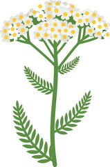 Yarrow Flower Botanical Illustration – Flat Vector Design of Achillea Millefolium with White Blossoms and Fern Leaves © Collect Silhouettes
