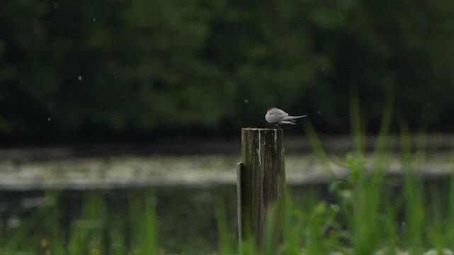 A black tern (Chlidonias niger) standing on a wooden pole in a marsh