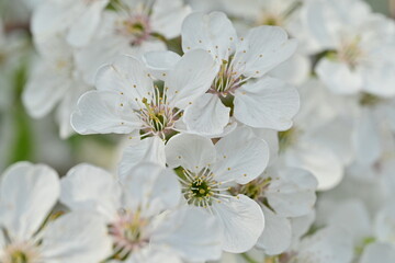 Naklejka premium Macro of cherry blossoms 