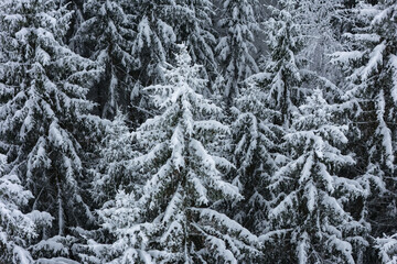 Aerial view of snow-laden evergreens create a serene winter wonderland, their boughs heavy with fresh powder, a stark contrast against the dark forest floor, Stainz, Styria, Austria.