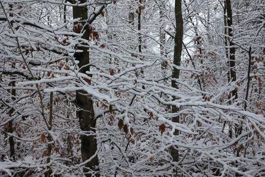 Winter landscape. Snow covered winter forest.