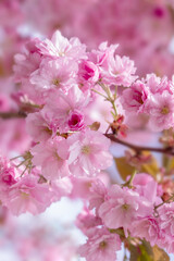 Obraz premium Soft Pink Cherry Blossom Blooms on Slender Branches in a Spring Garden Scene With Sunlight
