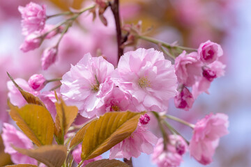 Obraz premium Beautiful close-up of vibrant pink cherry blossom flowers in full bloom, showcasing delicate petals illuminated by sunlight, evoking tranquility and nature's springtime rejuvenation. Sakura.
