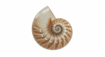Spiral nautilus shell on white background