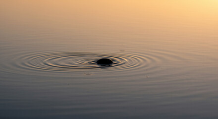 Small insect in dusky light