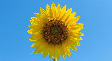 Single sunflower against blue sky