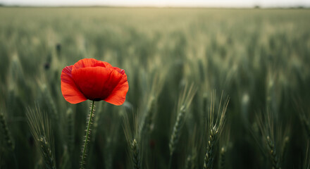 Single red poppy in green field