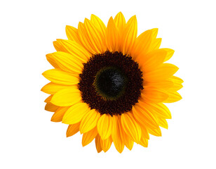 Fototapeta premium Vibrant sunflower with dark center and bright yellow petals on black background