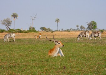 A Red Lechwe and Zebra in the Okavango Delta of Botswana.  © Brian