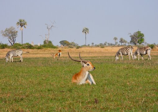 A Red Lechwe and Zebra in the Okavango Delta of Botswana. 