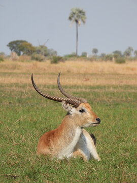 An endemic Red Lechwe in Botswana. 