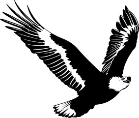 Obraz premium Eagle Silhouette with Wings Spread Isolated on White.