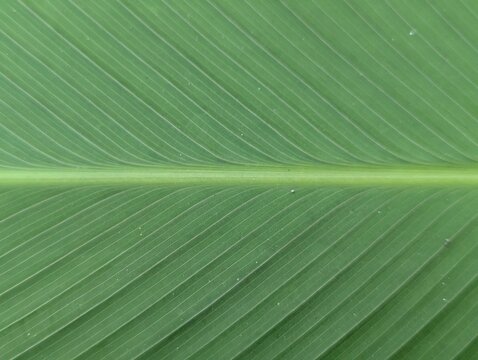 Close-up of fresh green banana leaf texture with parallel veins