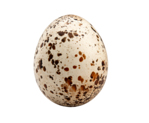 One beautiful speckled wild bird's egg with a natural textured shell and dark brown spots is captured in a dramatic, detailed macro studio photograph