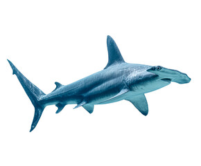 Fototapeta premium Majestic blue hammerhead shark swims powerfully, showcasing its distinctive head shape, muscular body, and detailed skin texture in a full-length profile