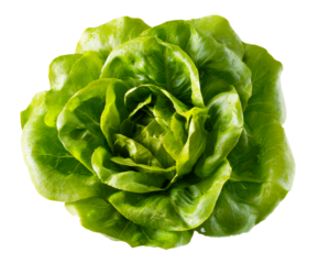 Fresh green head of butter lettuce with glistening water droplets on its vibrant, crisp leaves, forming a beautiful rosette shape in a detailed top-down view