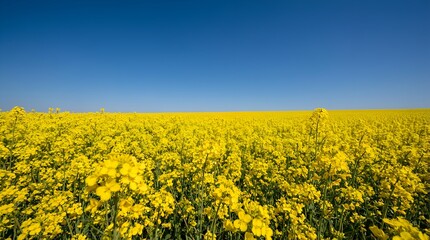 Obraz premium Vibrant Yellow Rapeseed Field under a Clear Blue Sky Featuring Endless Blooming Canola Flowers for Agriculture Sustainability Nature Spring Landscape Travel and Environmental Design Background