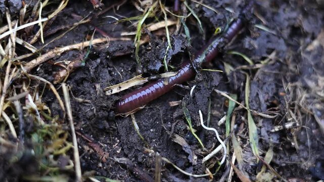 Wriggly earth worm moving across the fresh soil