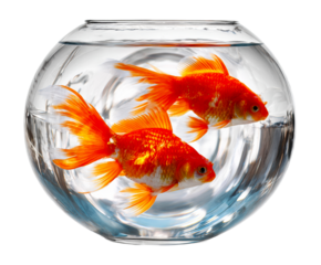 Two beautiful orange and white fantail goldfish swim peacefully together in a classic round glass fishbowl with clear water and elegant light reflections
