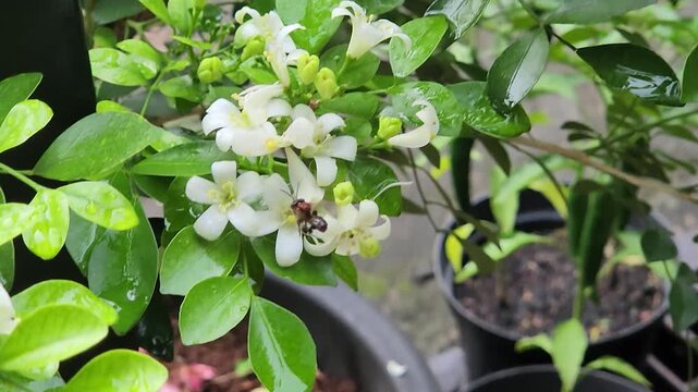 Honeybee foraging nectar on orange jasmine flowers in potted garden. Tiny pollinator collecting pollen from white murraya blossoms outdoors. Macro bee feeding among glossy leaves