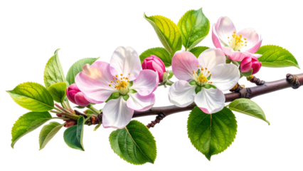 Pink flowers on tree branch isolated on transparent background, spring blossom