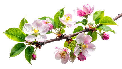 Pink flowers on tree branch isolated on transparent background, spring blossom