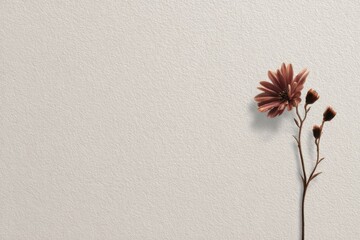 Pink flower branch with delicate petals and buds positioned against a textured light background, showcasing natural beauty and simplicity with ample copy space for design purposes