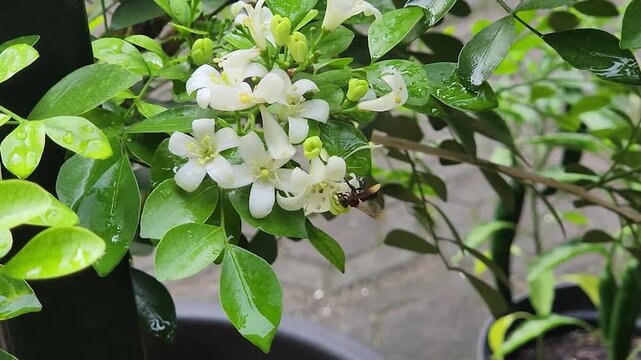 Tiny honeybee foraging nectar on orange jasmine blossoms in garden pot. Macro bee collecting pollen from white murraya flowers, nature broll. Small pollinator insect feeding on fragrant jasmine blooms