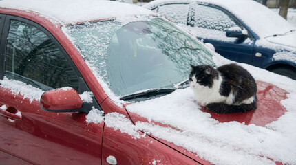 Cat sits on a red car covered in snow during winter day in a city neighborhood