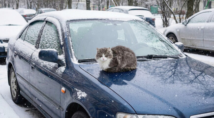 Cat sitting on a car in snow during winter in a city park