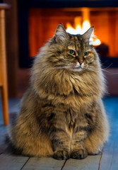 Siberian breed of cat in relax indoor near a fireplece