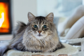 Siberian breed of cat in relax indoor near a fireplece