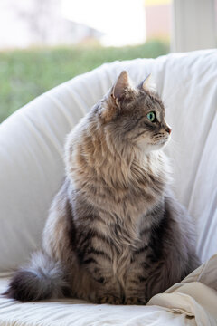 Siberian breed of cat in relax in a garden, silver version