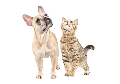 Curious French bulldog and Scottish straight cat standing together, looking up, isolated on white background