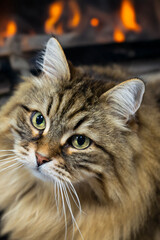 Siberian breed of cat in relax indoor near a fireplece