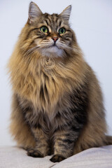 Siberian breed of cat in relax ,brown tabby hair color