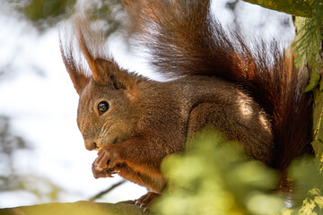 Fressendes Eichh&ouml;rnchen im Baum
