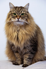 Siberian breed of cat in relax ,brown tabby hair color