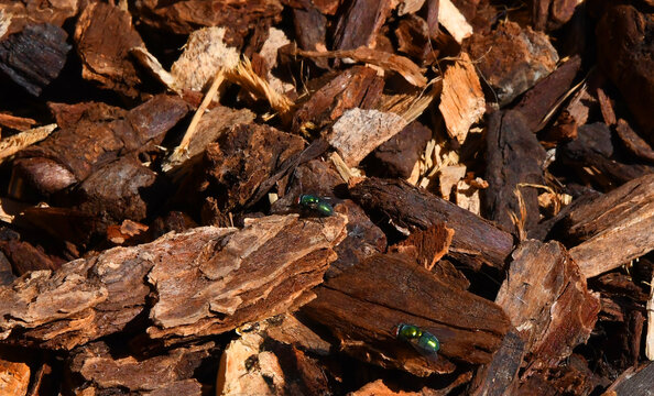 Common Green Bottle Fly on Wood Shavings