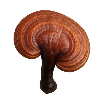 PNG Brown Reishi mushroom isolated