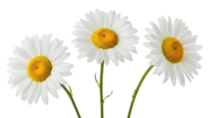 Fototapeta premium Three Daisy Flowers with White Petals Isolated on Transparent PNG Image