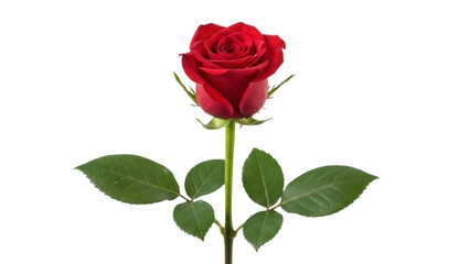 Fototapeta premium Blooming Red Rose on Transparent Background PNG Image